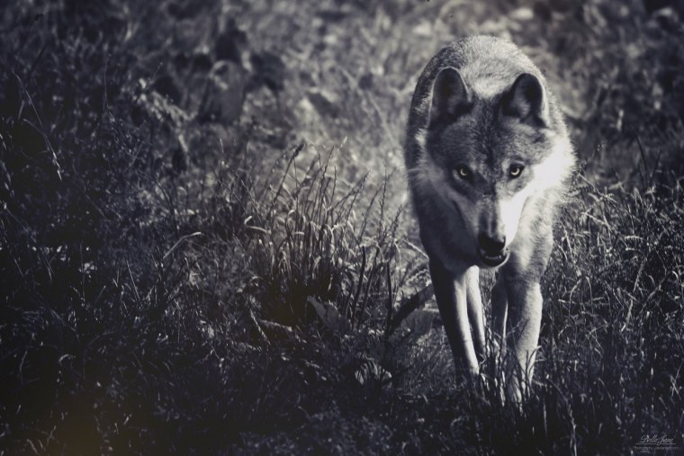 Взгляд волка