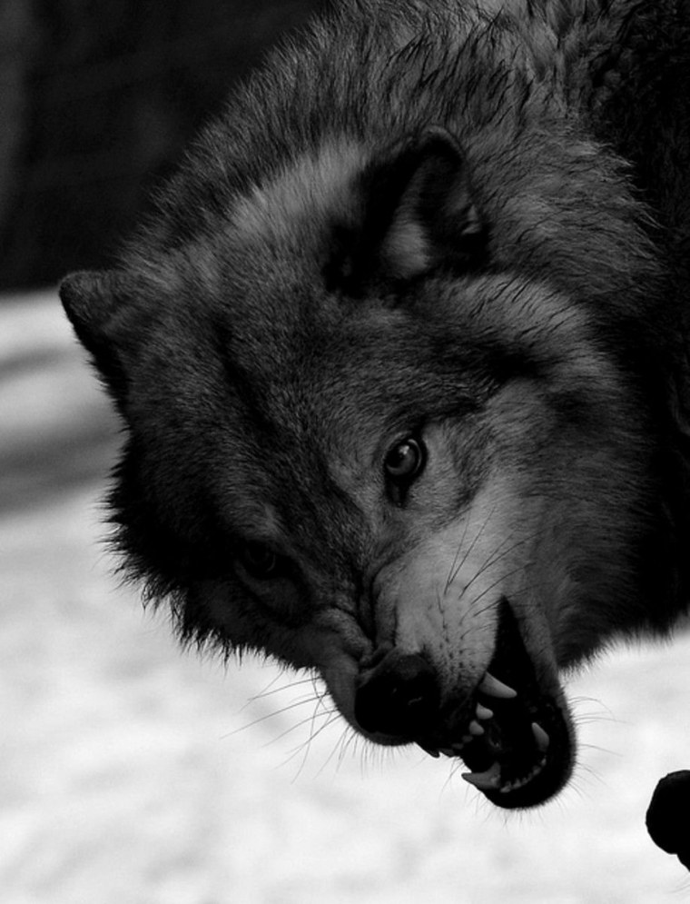 Воющий волк