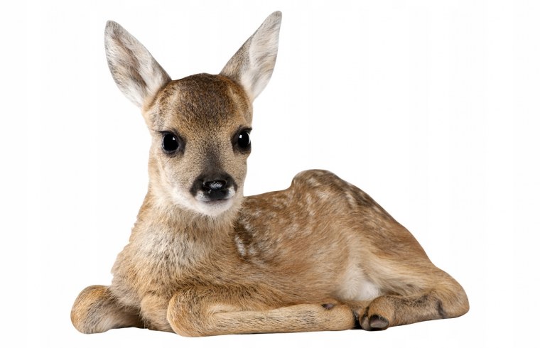 Олененок на белом фоне