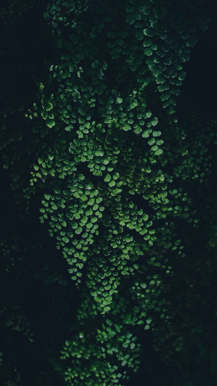 Зелень на темном фоне