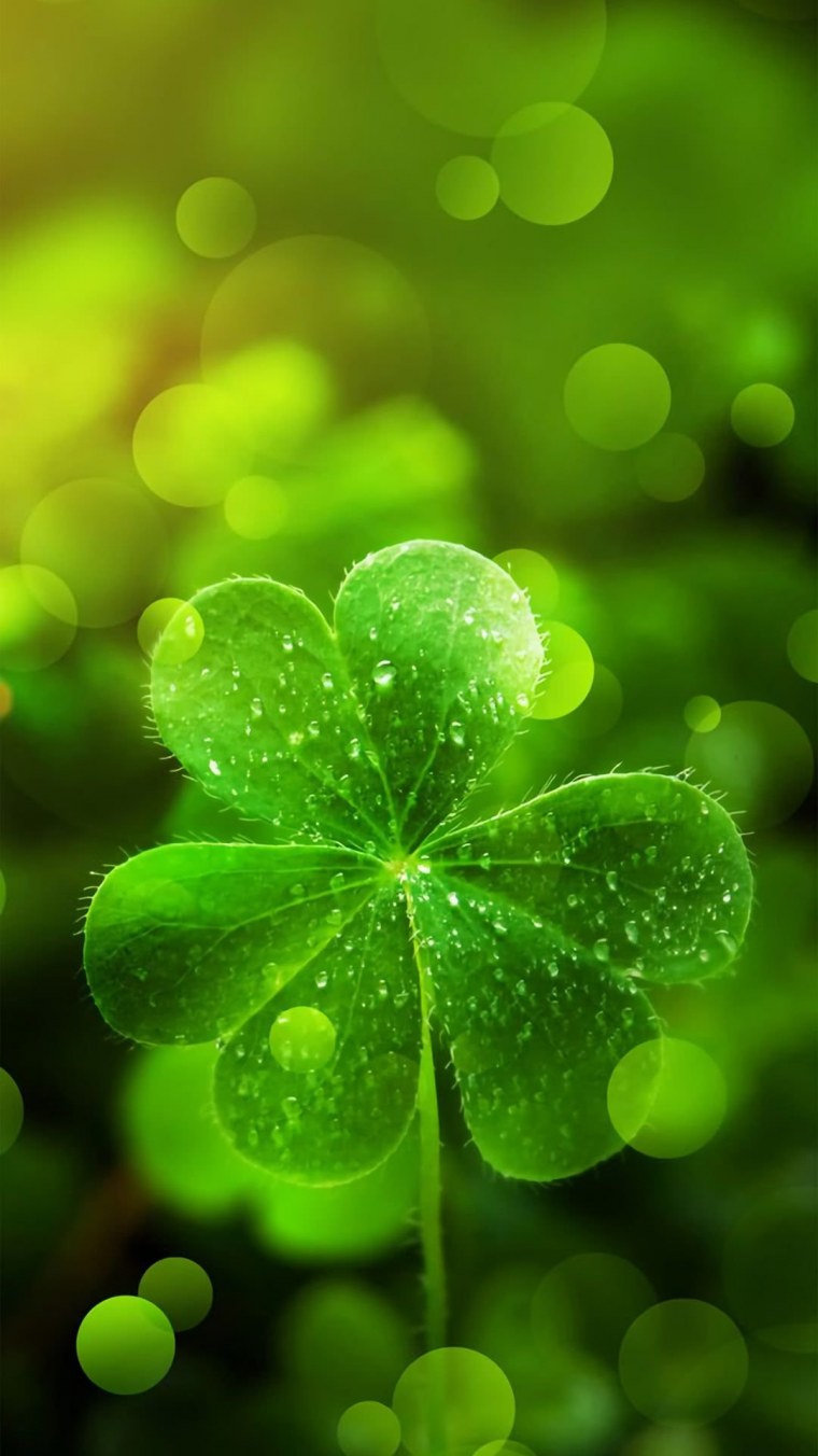 Четырехместный Кливер