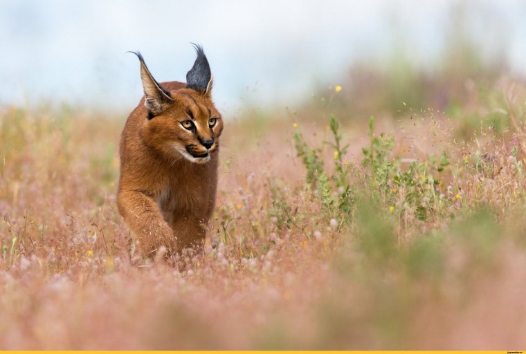 Оливер куин стрела