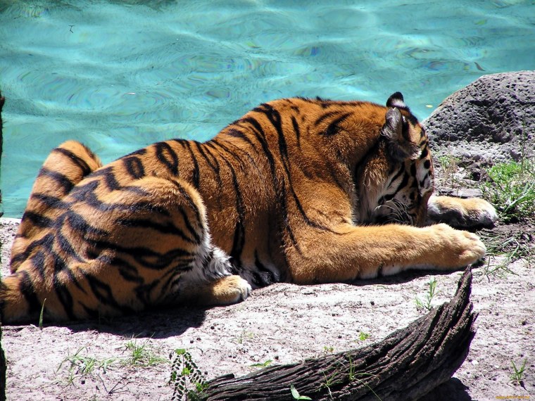 Грациозный тигр