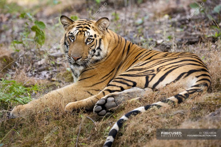 Тигр лежит на спине