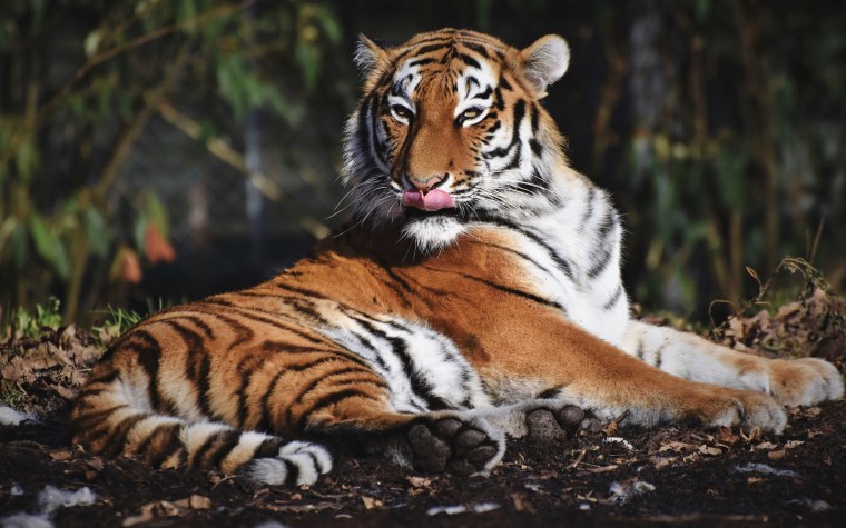 Амурский тигр