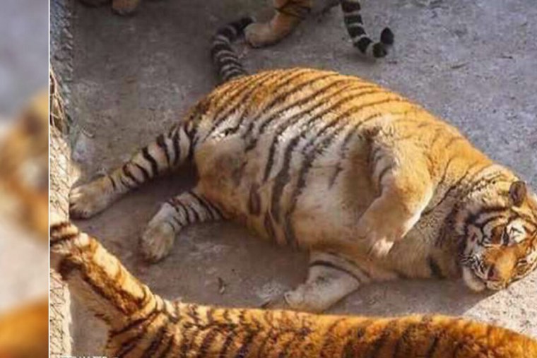 Полосатый тигр