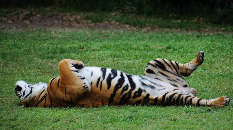 Смешной тигр