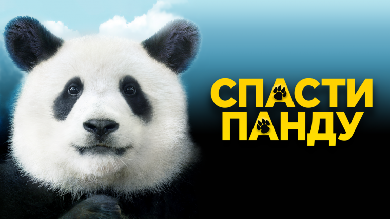 Обои Панда Минимализм