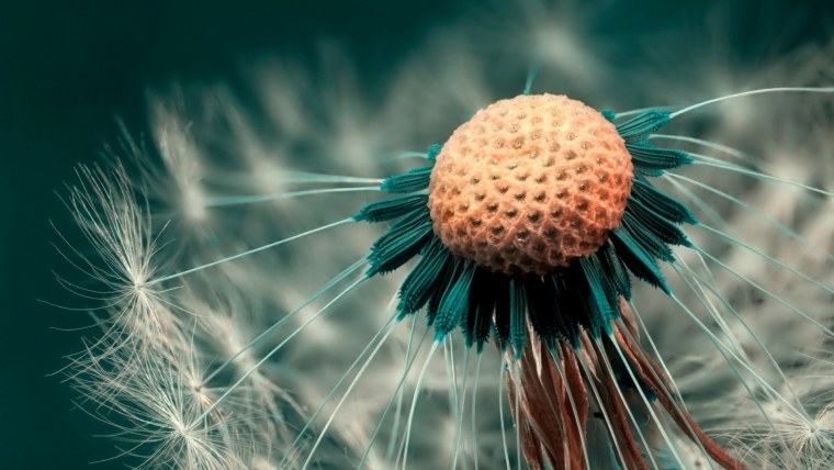 Одуванчик Макросъемка