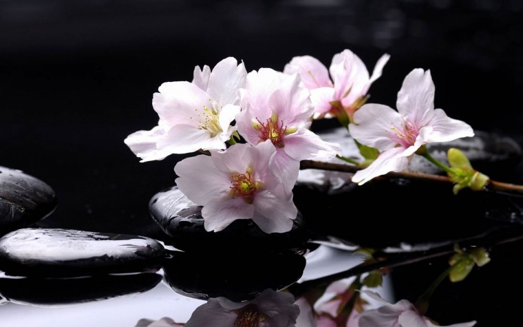 Магнолия дзен