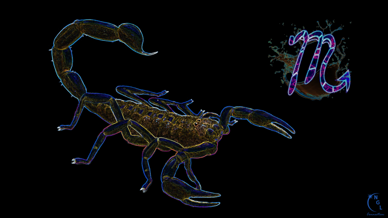 Скорпион на черном фоне