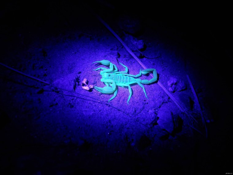 Скорпион в ультрафиолете