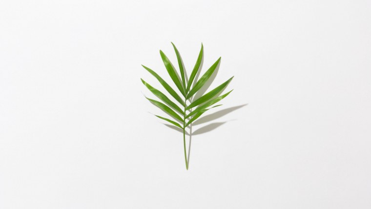 Листья Минимализм