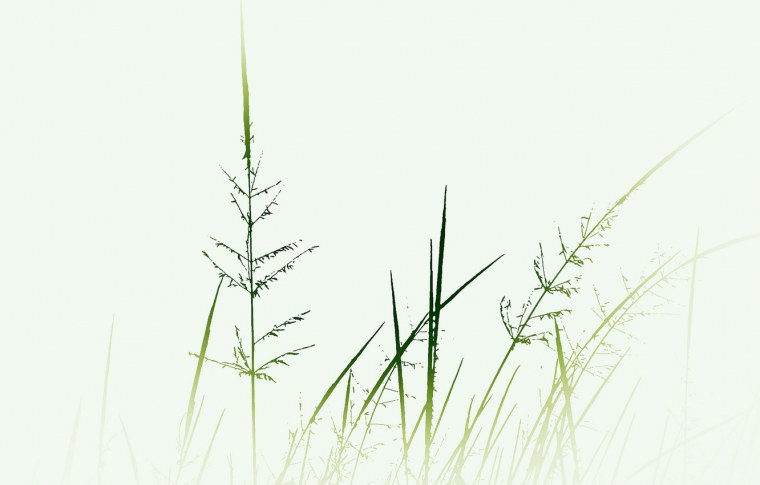 Травинка на белом фоне