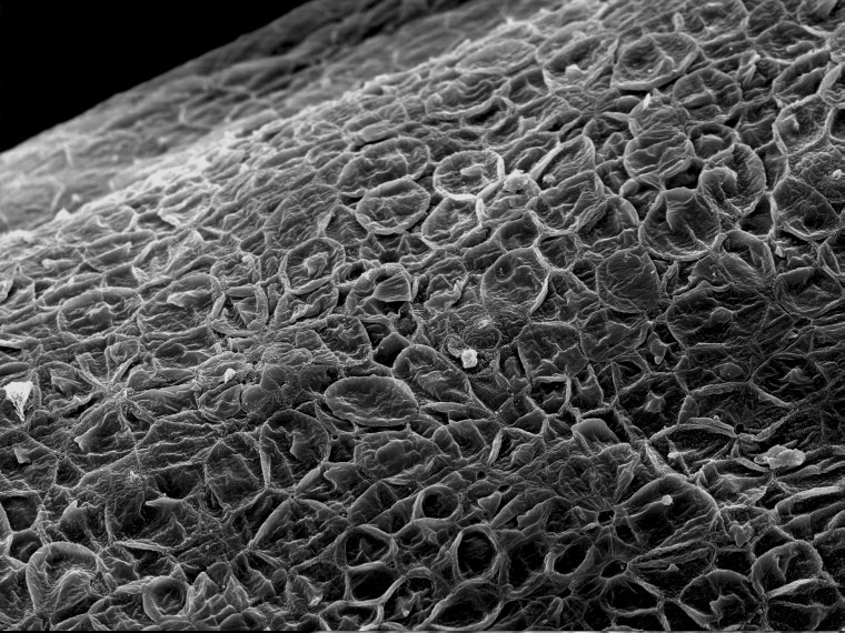 Углеродные нанотрубки микроскоп