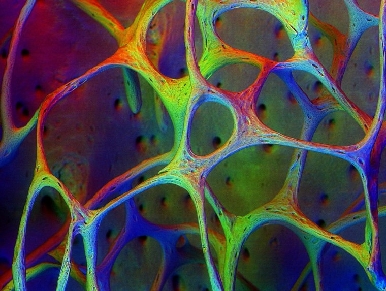 Микрофотография клетки человека