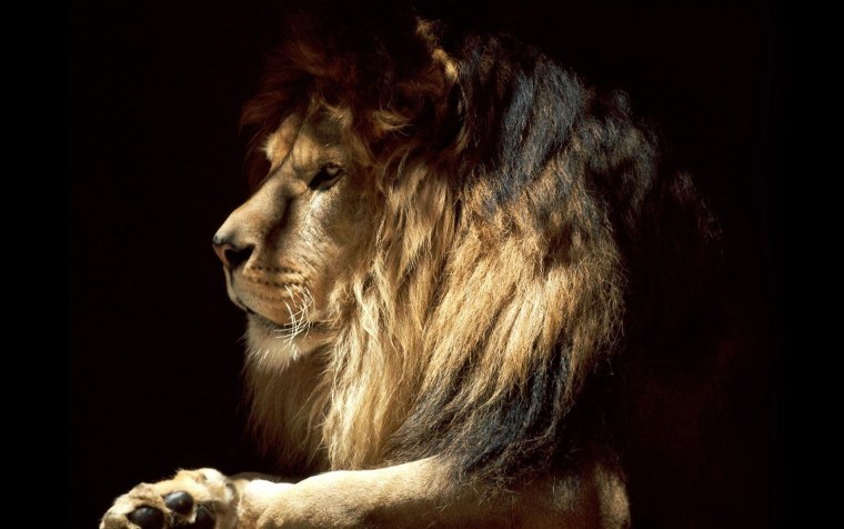 Лев картинки