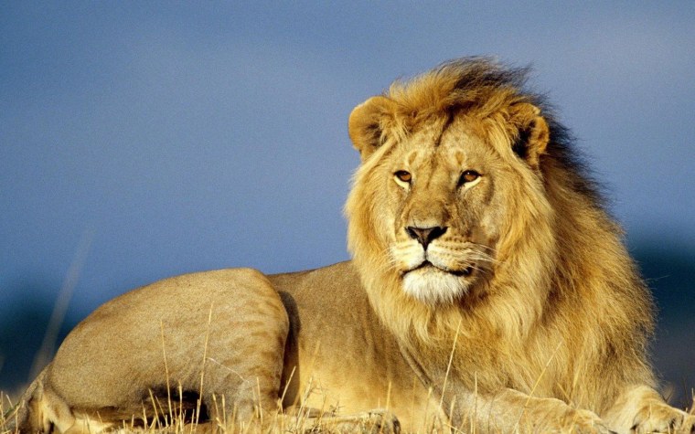 Львы в саванне