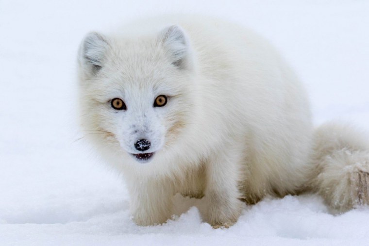 Песец обыкновенный (Полярная лиса)