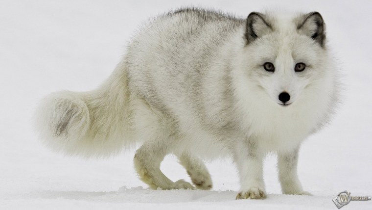 Помесь песца и лайки