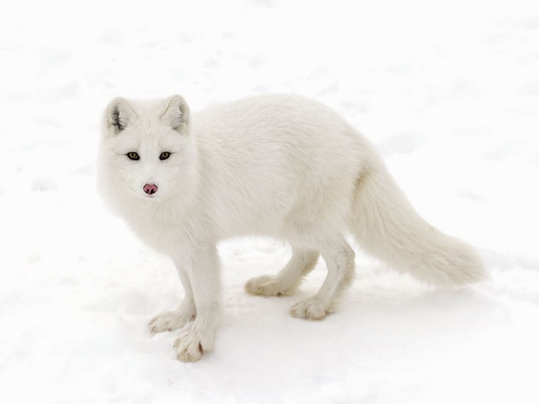 Арктический песец