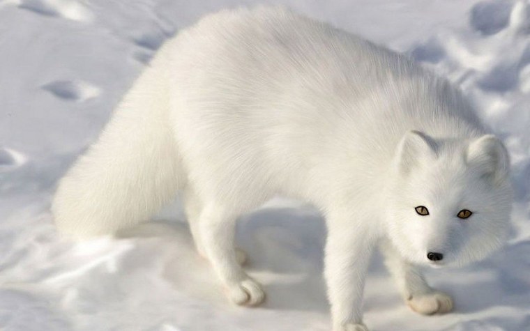 Arctic Fox английский песец