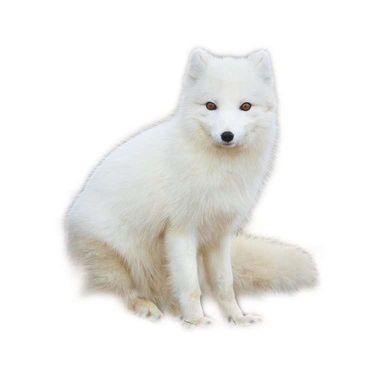 Песец на белом фоне