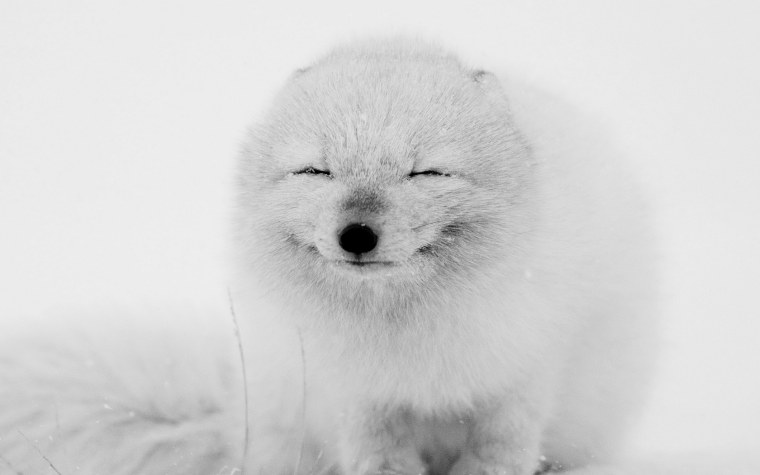 Песец гифки