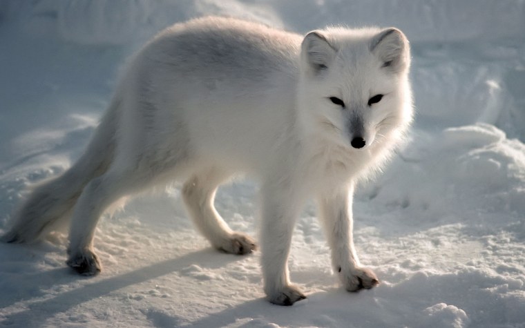 Шпицбергенский песец