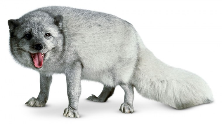 Песец на прозрачном фоне