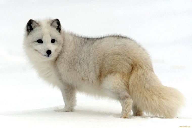 Тундровый голубой песец