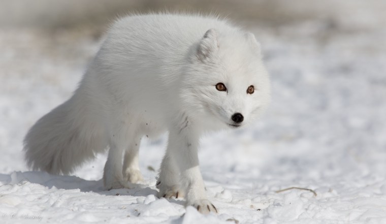 Полярный песец Арктики