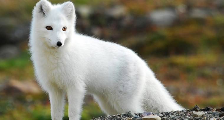 Полярная лисица песец