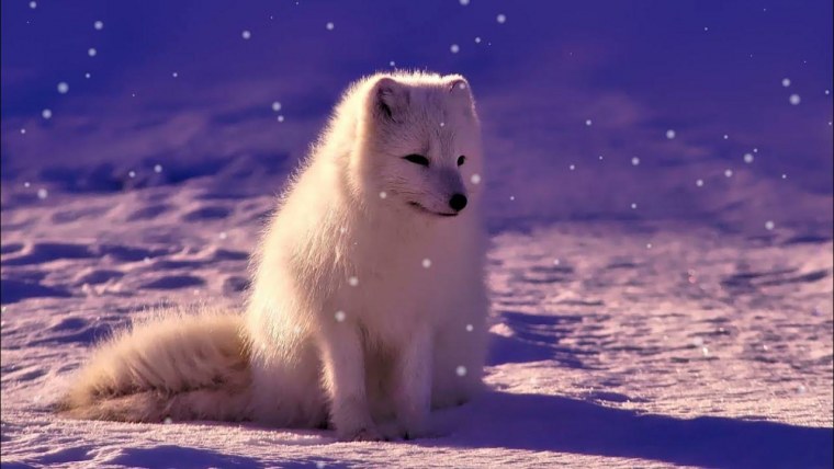 Песец бежит