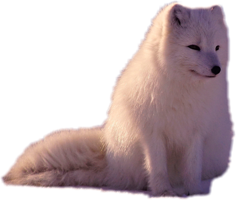 Песец на прозрачном фоне