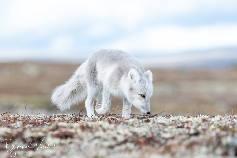 Песец Тикси