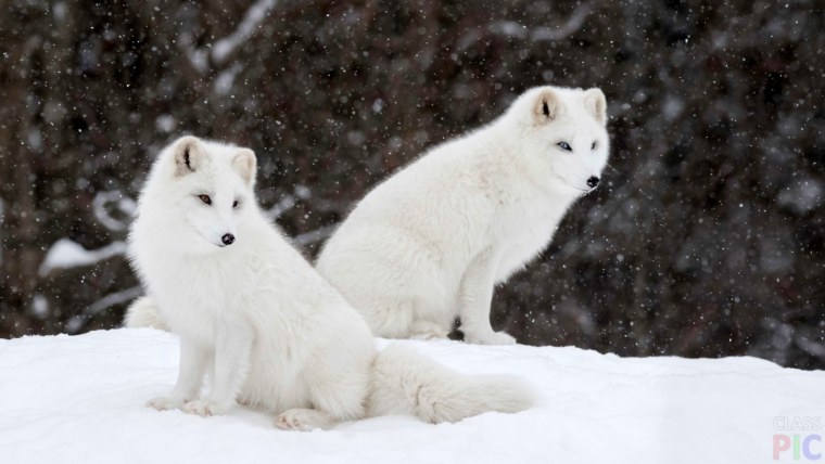 Полярный волк и песец