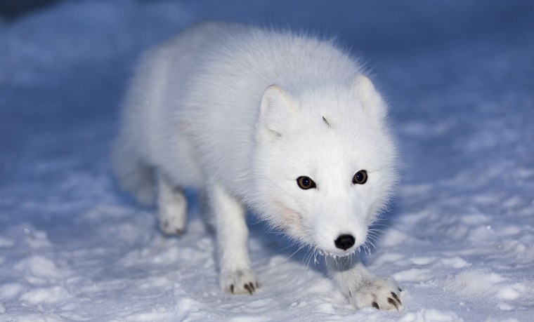 Arctic Fox английский песец