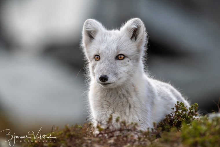 Песцы в Хибинах