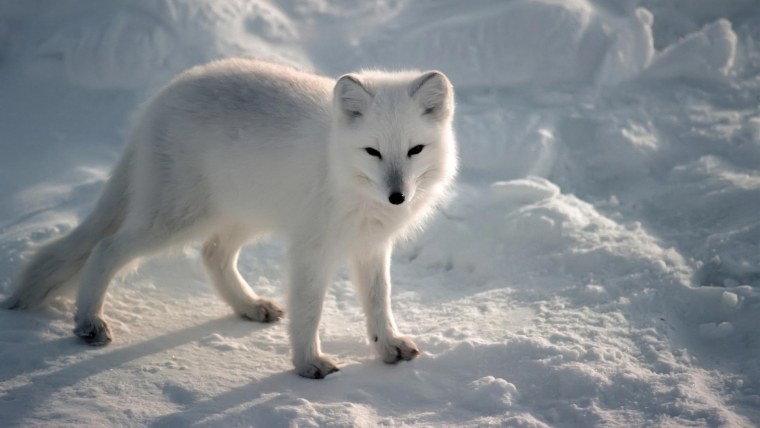 Песец и Пингвин