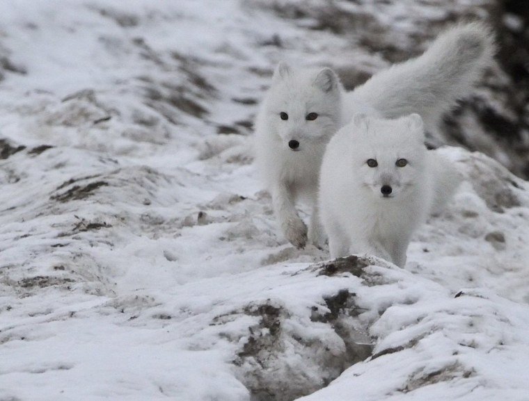 Медновский голубой песец стая