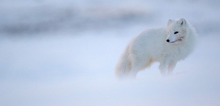 Финвал песец Арктика