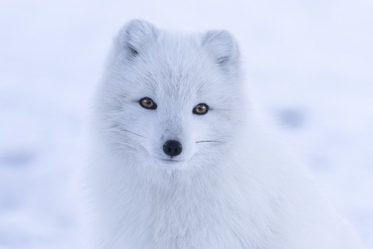 Обыкновенный песец (Полярная лисица)