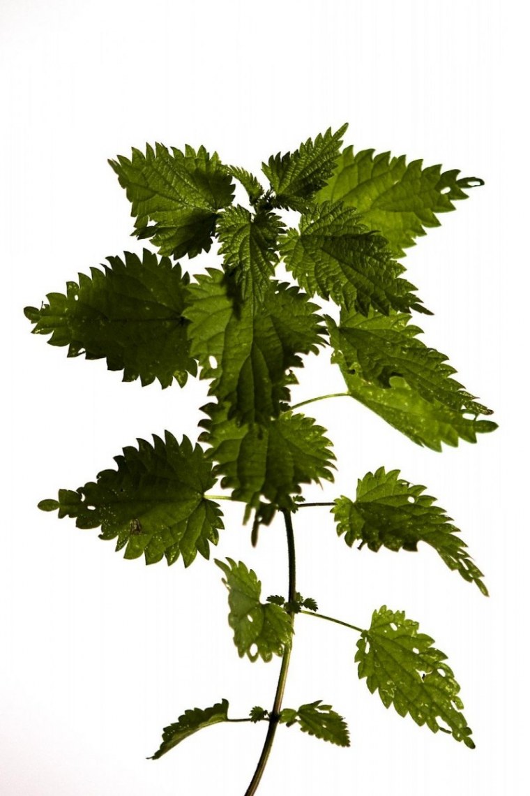 Цветущая крапива