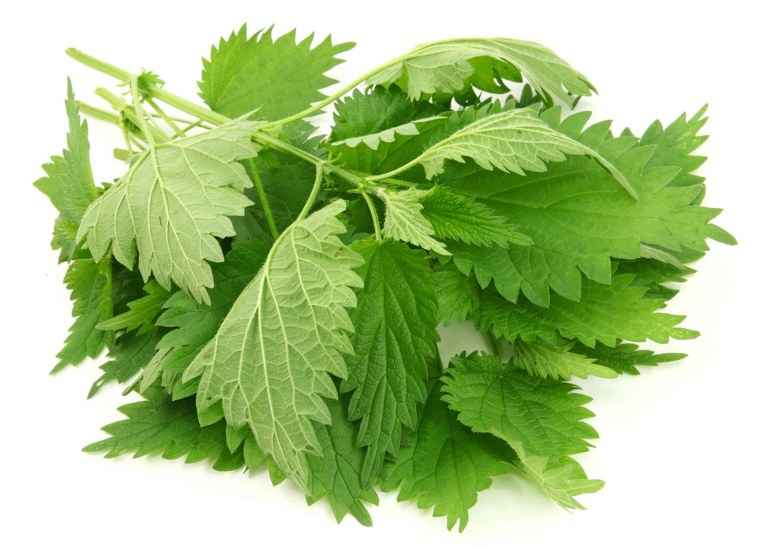 Майская крапива