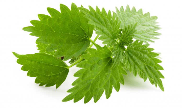 Крапива на белом фоне