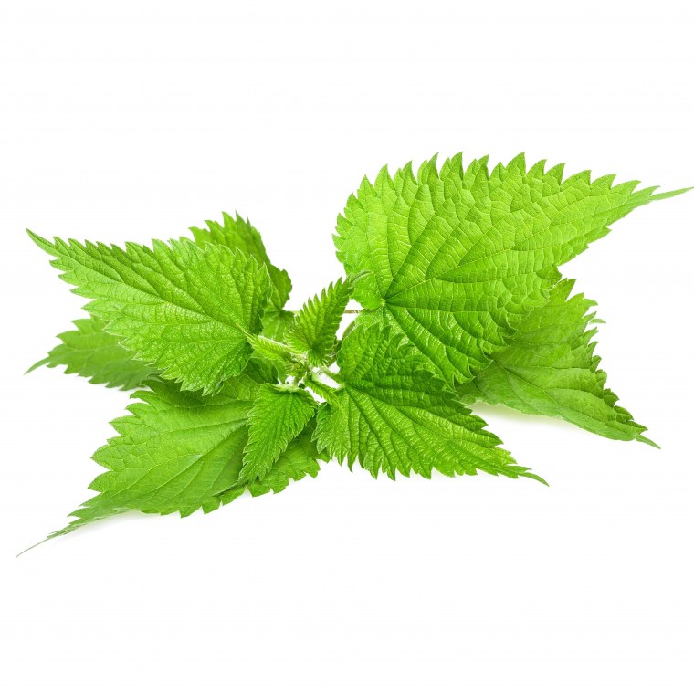 Крапива двудомная на белом фоне