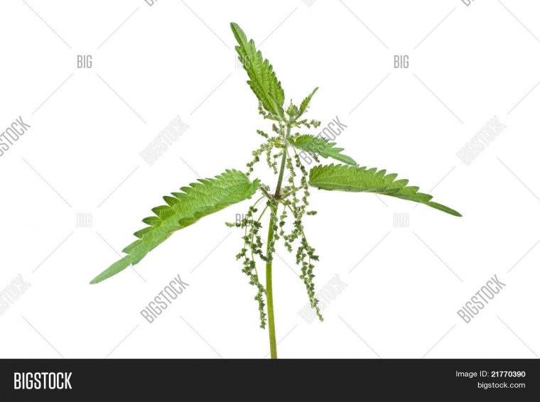 Крапива на белом фоне для детей