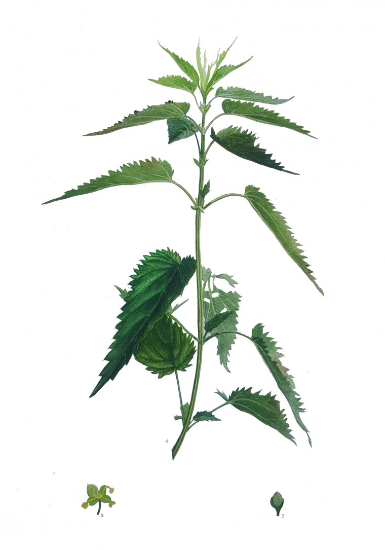 Крапива Ботаническая иллюстрация