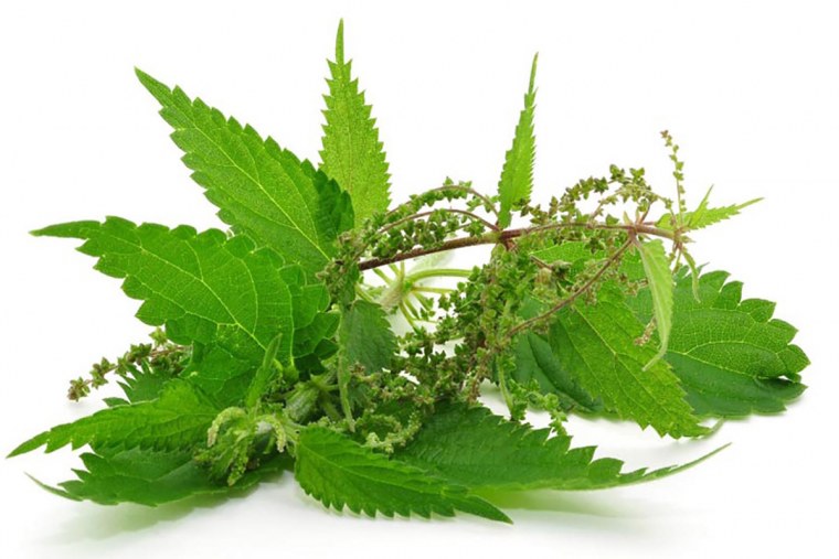 Крапива двудомная Фармакогнозия